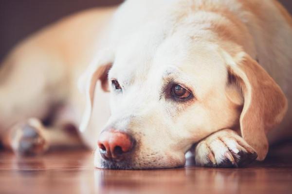 Perché il cane trema e non può camminare?