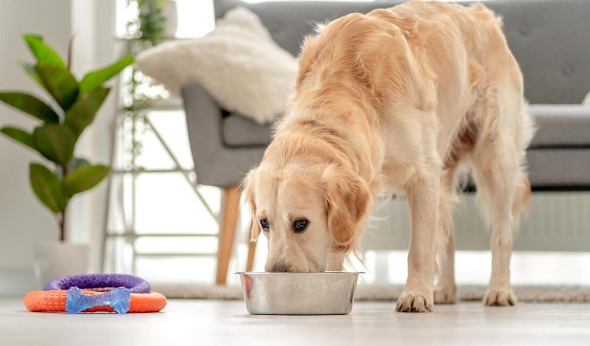 In che modo l'alimentazione del cane influisce sulla sua salute?