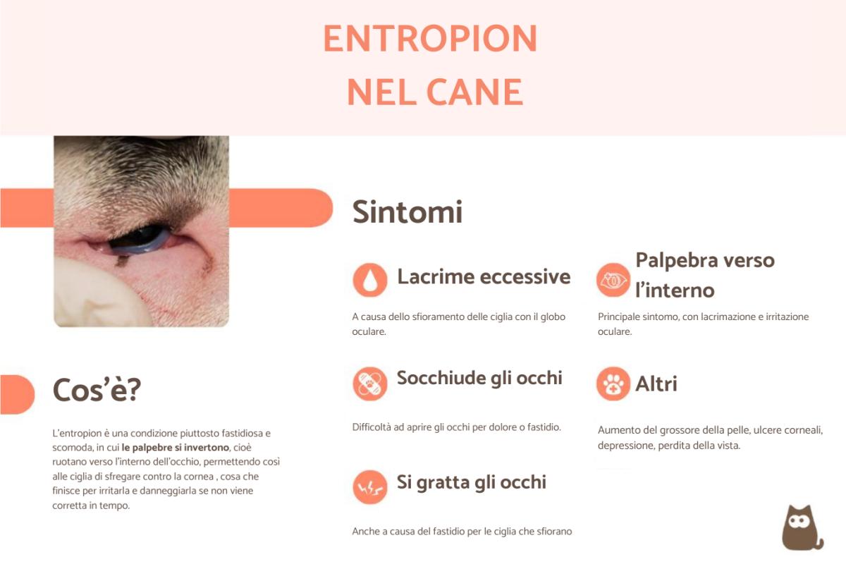 Entropion nel cane - Cause, sintomi e cura