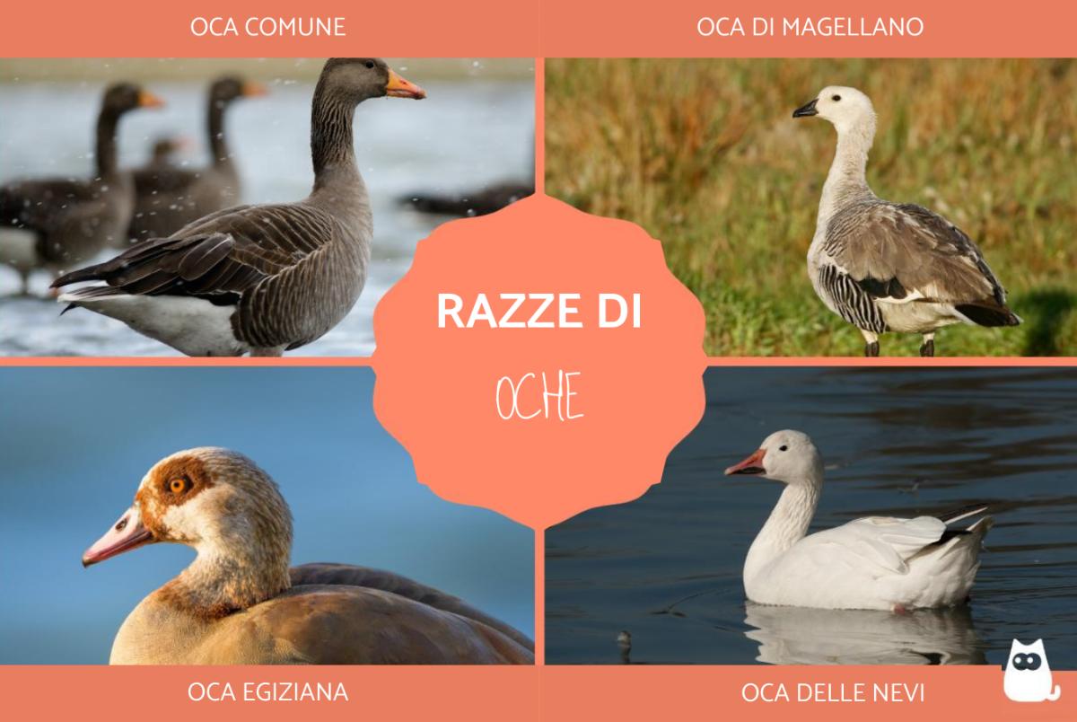 Razze e tipi di oche