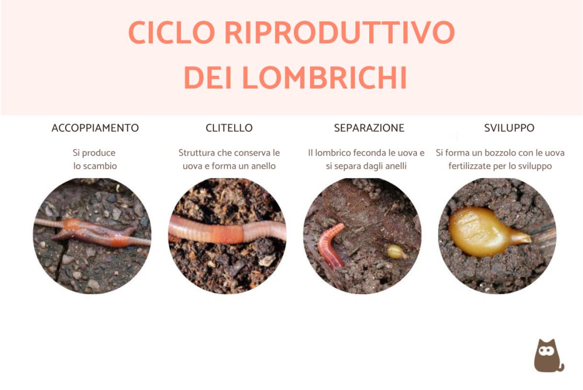 Come si riproducono i lombrichi?