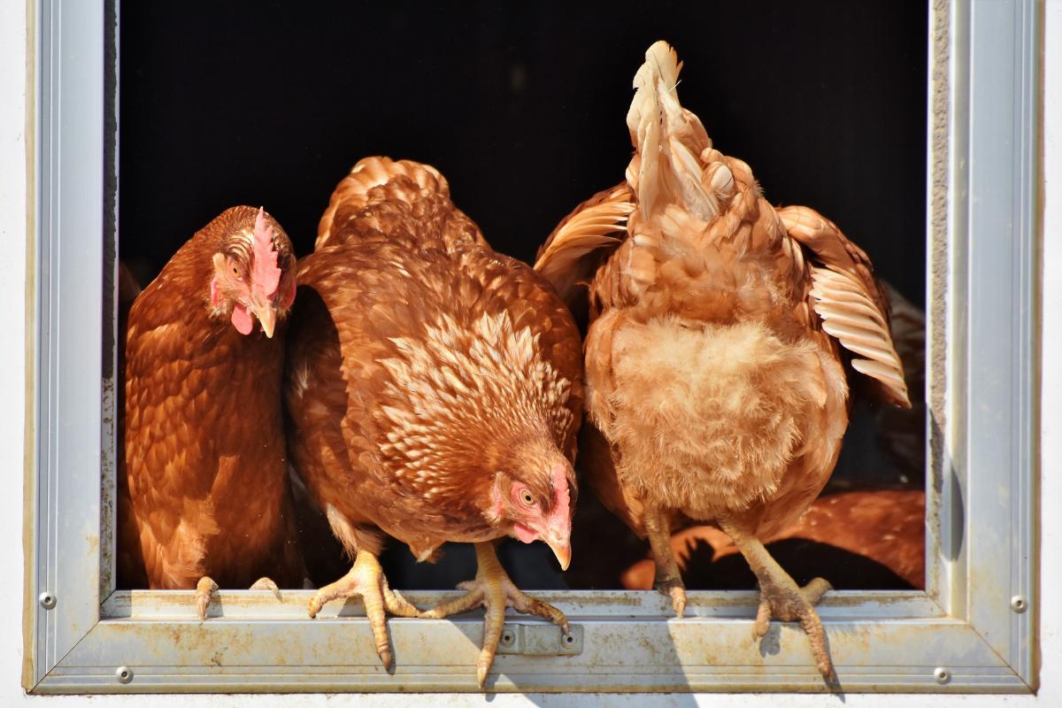 Posso avere galline in casa?