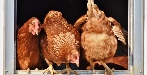 Posso avere galline in casa?