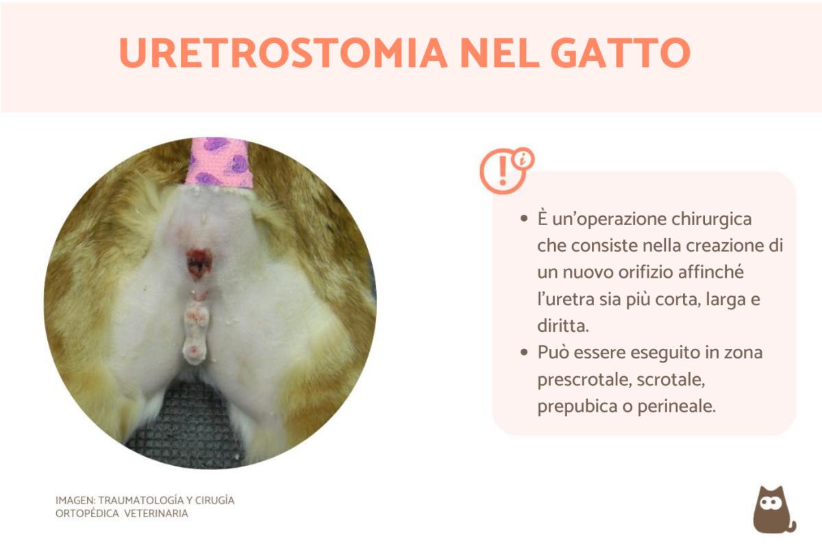 Uretrostomia nel gatto: cos'è, costi e aspettativa di vita