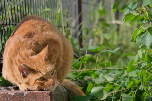 Perché il gatto si rotola quando mi vede? - 4. Tipo di marcatura