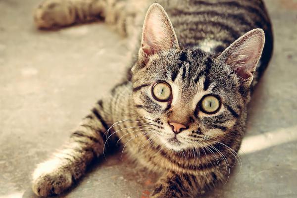 Perché il gatto si rotola quando mi vede? - 5. Ha paura