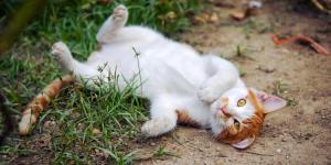 Perché il gatto si rotola quando mi vede?