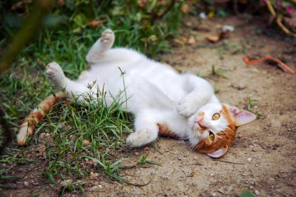 Perché il gatto si rotola quando mi vede?