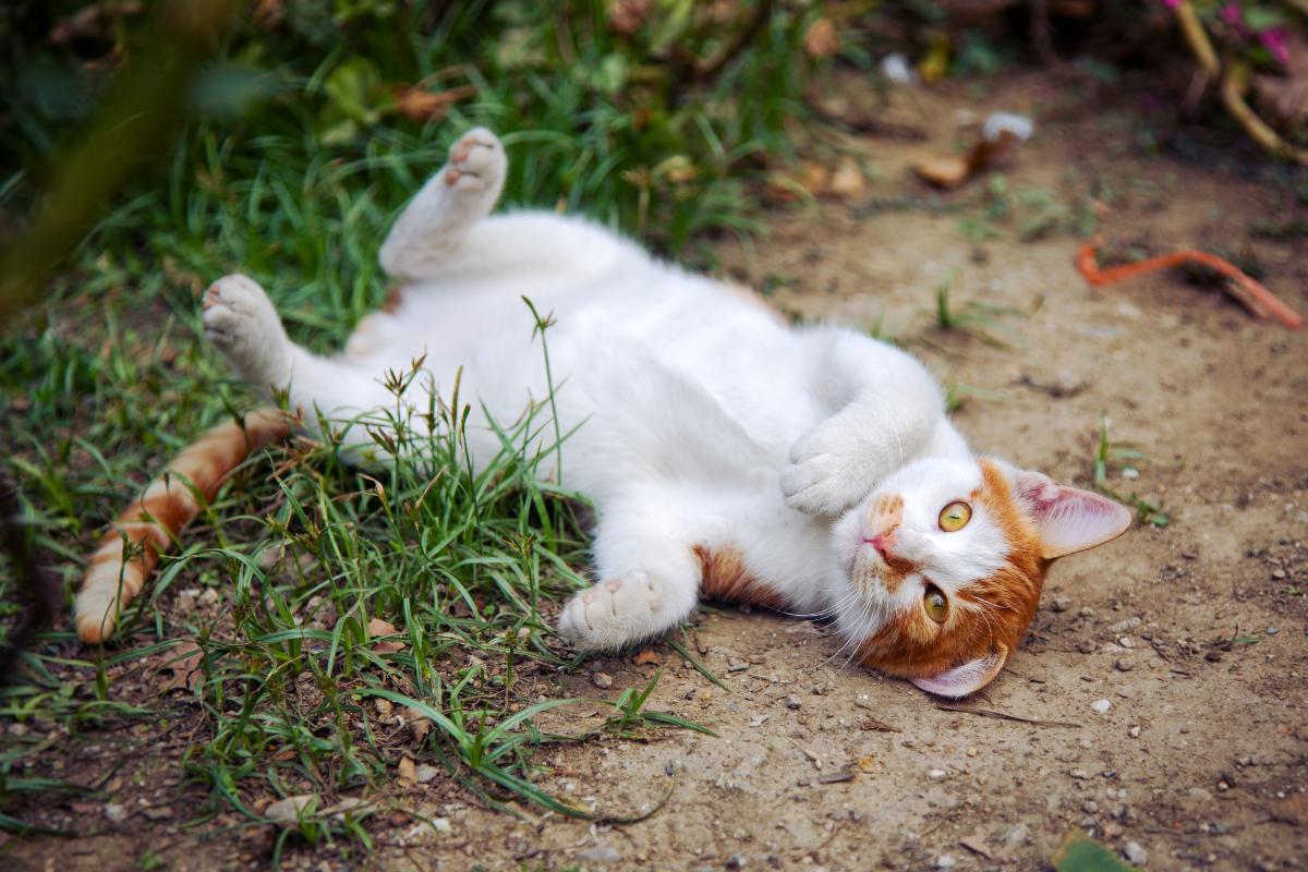Perché Il Gatto Si Rotola Quando Mi Vede