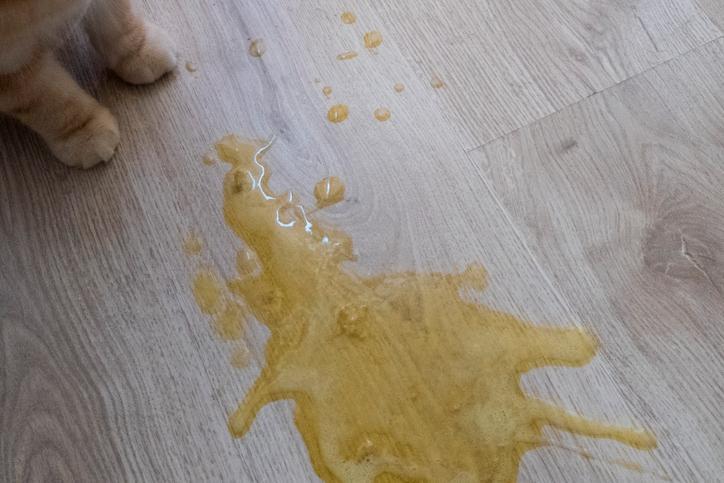 il mio gatto non mangia e vomita liquido giallo Schede Didattiche Sugli Stati Della Materia: Modelli Gratuiti e  Personalizzabili main image 1