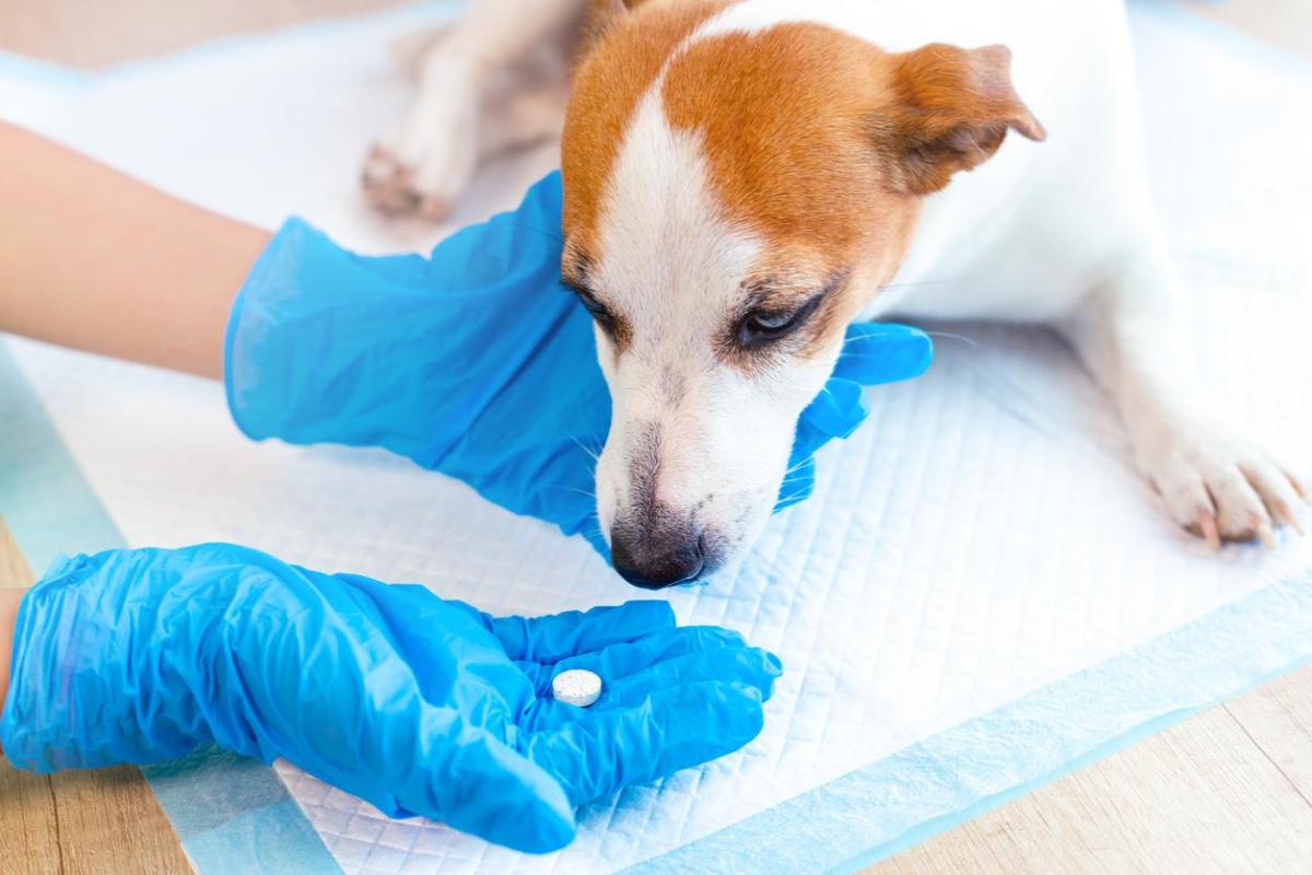Fenobarbitale nei cani: Dosaggio, usi ed effetti collaterali