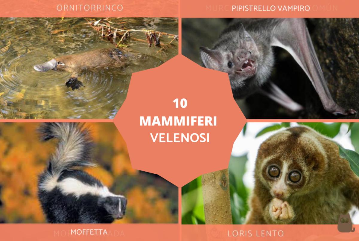 Mammiferi velenosi