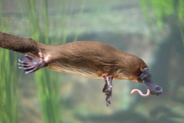 Mammiferi velenosi - Ornitorinco (Ornithorhynchus anatinus)