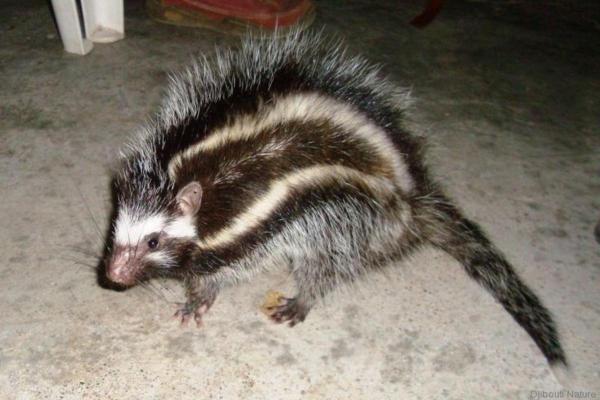 Mammiferi velenosi - Ratto arboricolo dalla cresta rossa (Lophiomys imhausi)