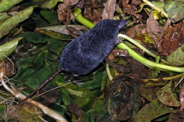 Mammiferi velenosi - Toporagno d'acqua mediterraneo (Neomys anomalus)