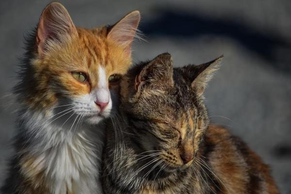 Tumore nei gatti - Sintomi, diagnosi e cura