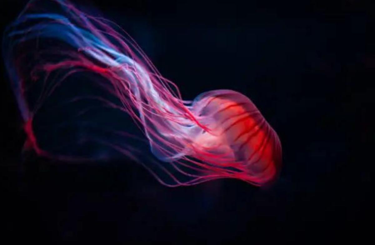 Animali senza cervello: nomi e caratteristiche