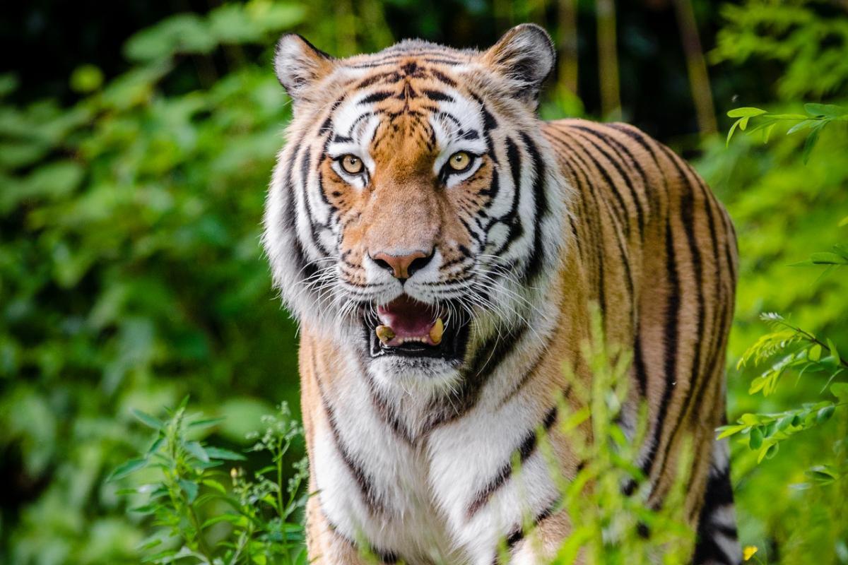 Dove vive la tigre
