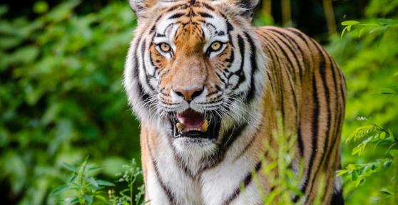 Dove vive la tigre