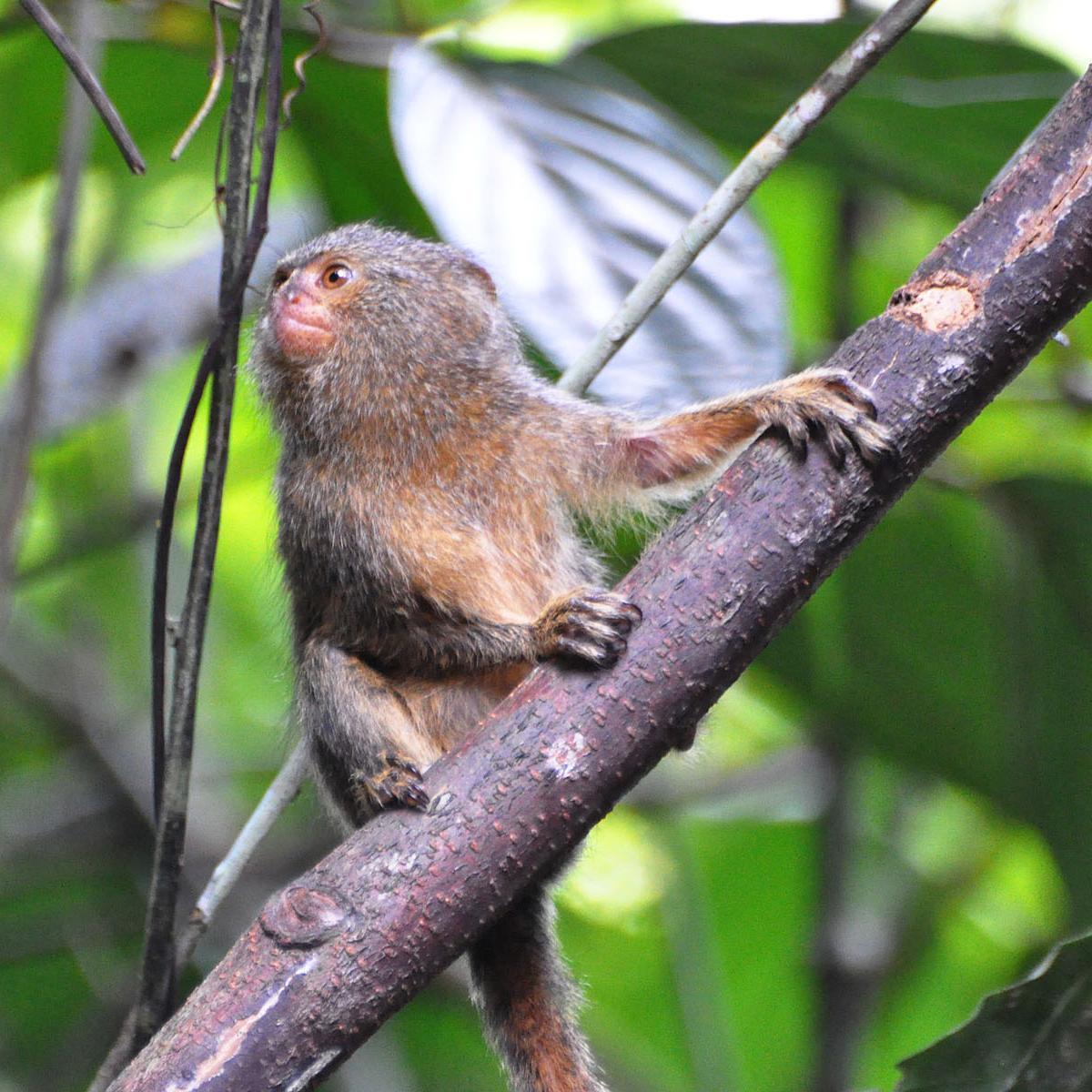 I 10 animali più piccoli del mondo