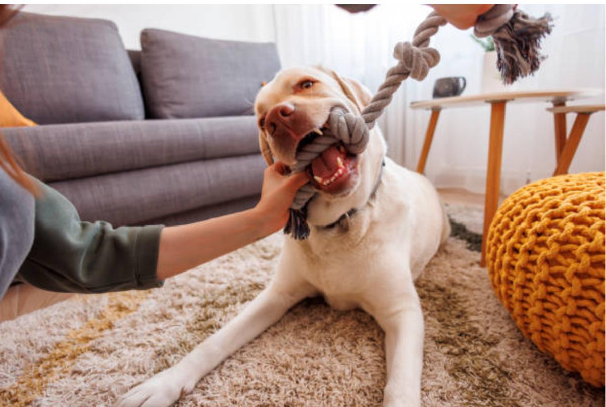 I migliori probiotici per cani