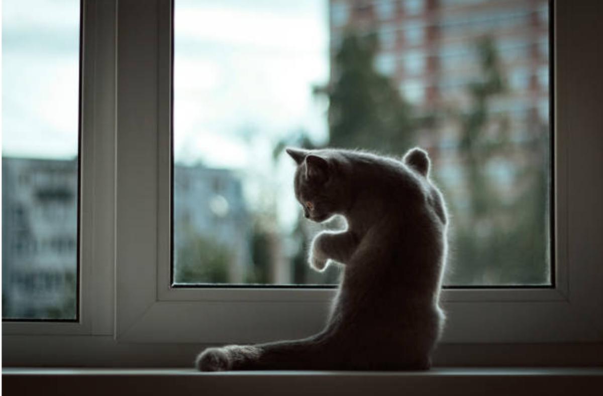 I gatti soffrono quando andiamo in vacanza?