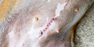 Alternative alla sterilizzazione del cane femmina