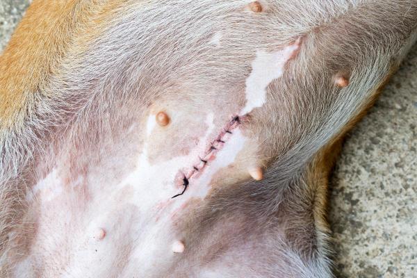 Alternative alla sterilizzazione del cane femmina