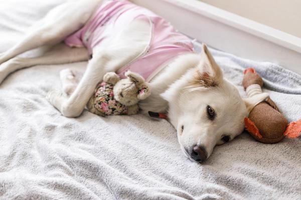 Alternative alla sterilizzazione del cane femmina - Ho paura di sterilizzare il mio cane femmina, cosa devo fare?