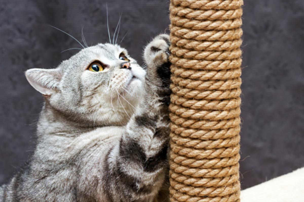 Insegnare al gatto a usare il tiragraffi
