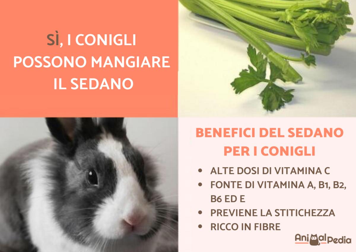 Il coniglio può mangiare il sedano?