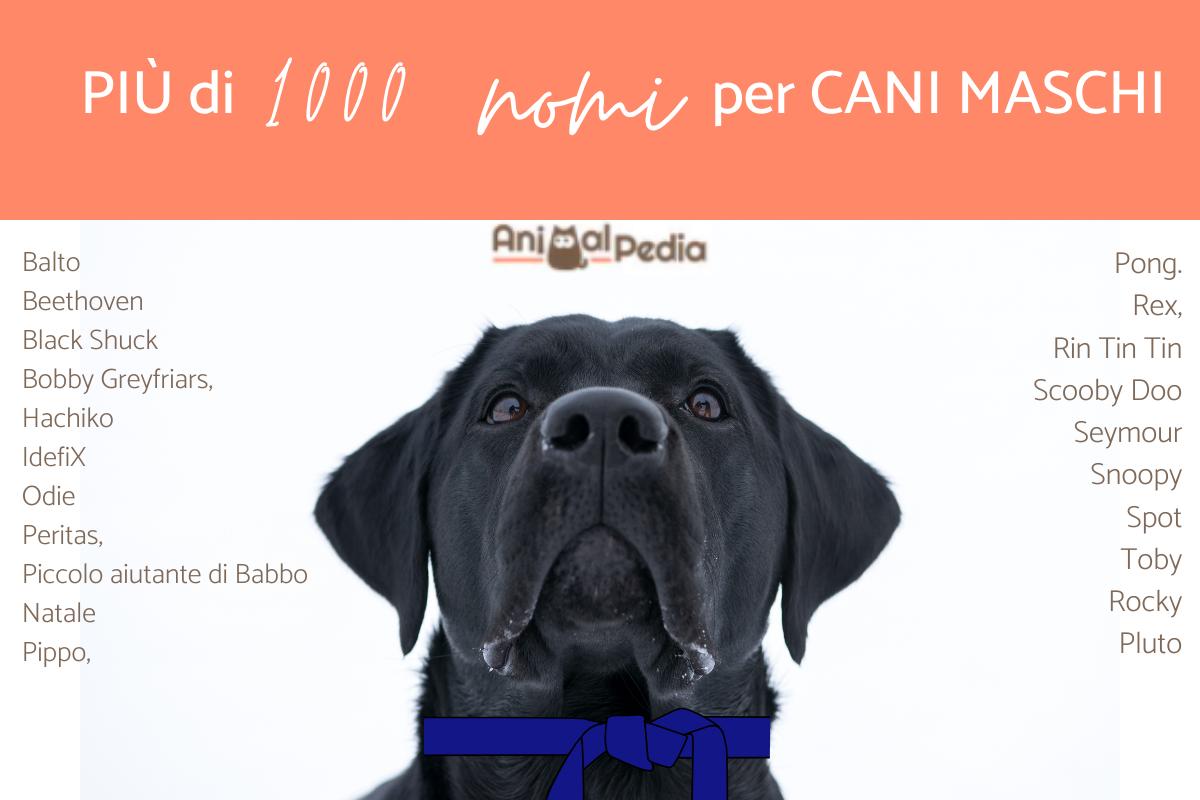 Nomi belli e originali per cani