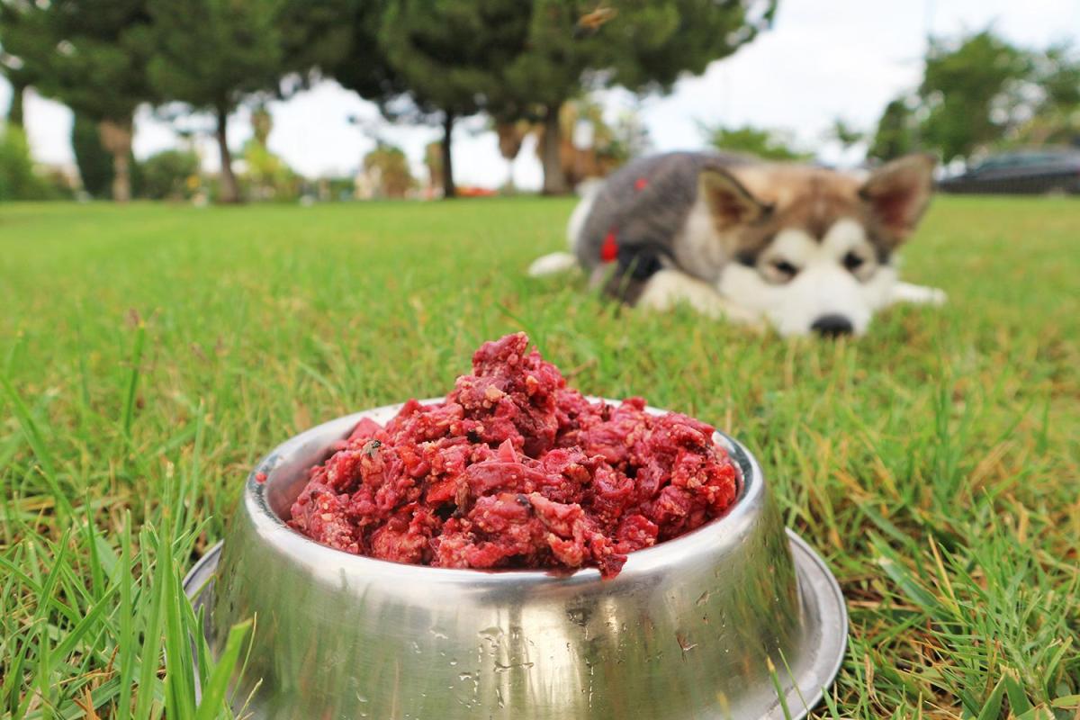 Dieta casalinga per il cane: Quantità, ricette e consigli