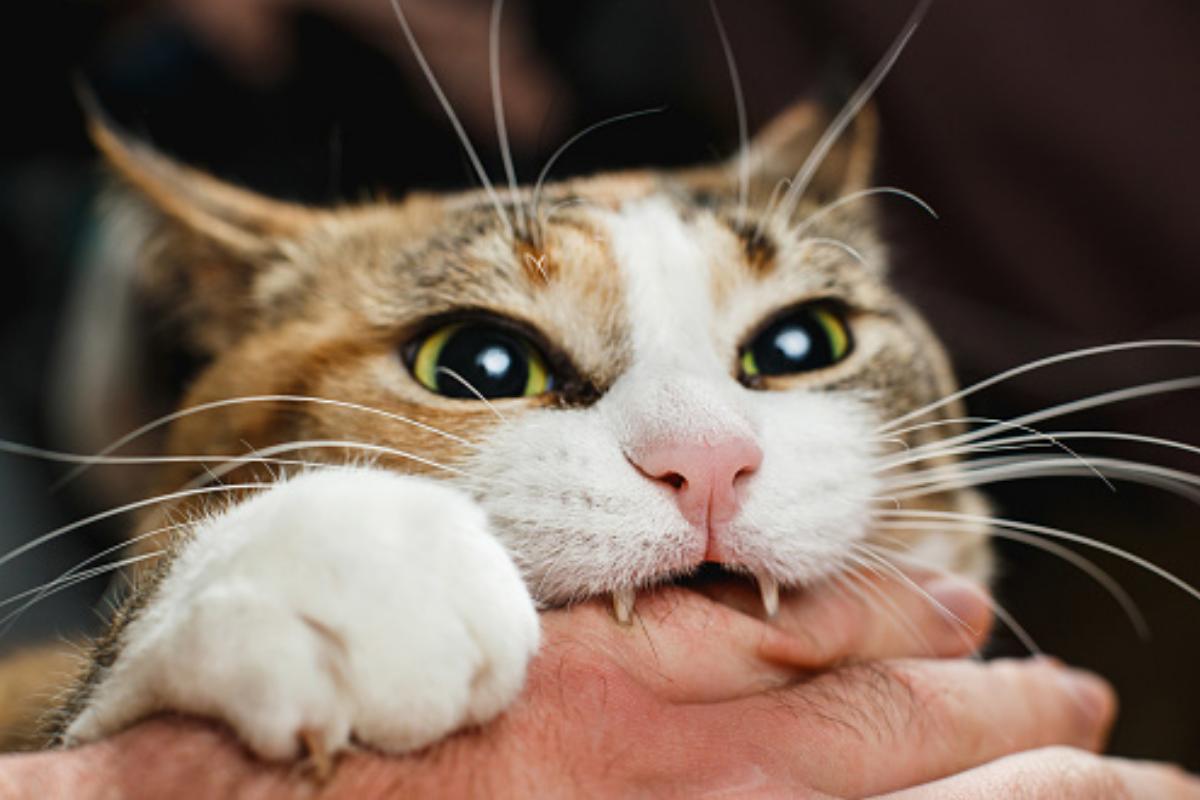 Perché il mio gatto mi attacca?