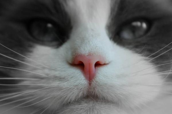 Il gatto ha il naso secco: è normale?