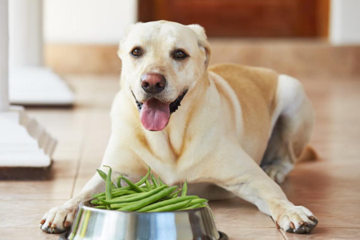I cani possono mangiare i piselli?