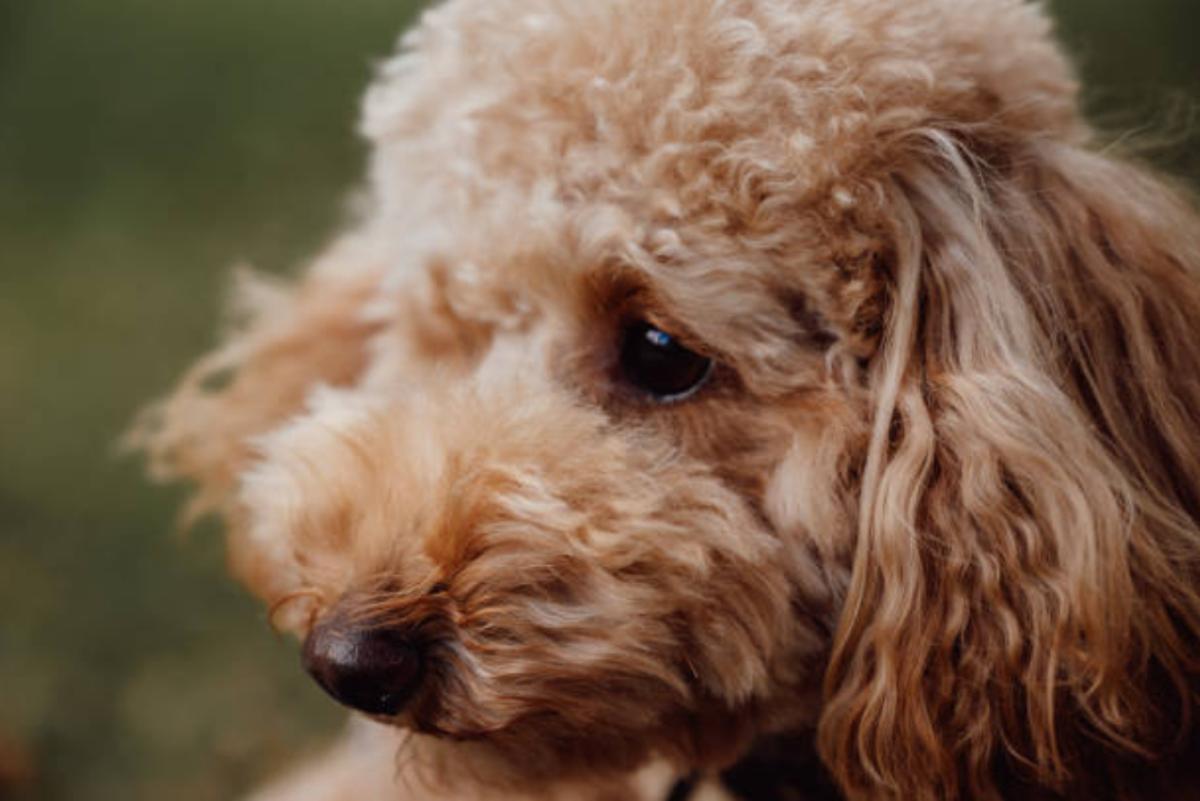 Ghiandola perianale del cane scoppiata: cosa fare e cura