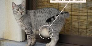 Borsa primordiale del gatto: cos'è e a cosa serve