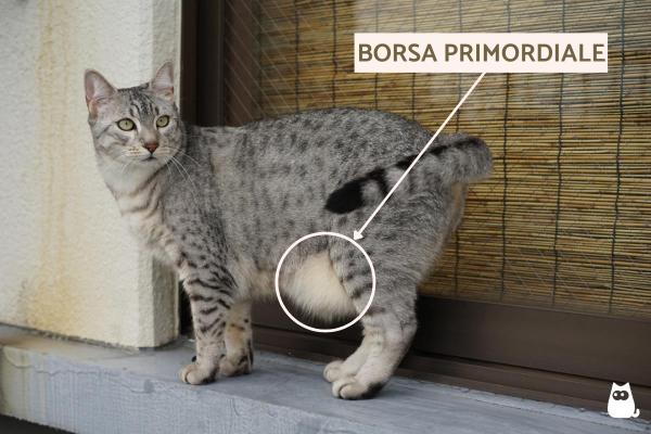 Borsa primordiale del gatto: cos'è e a cosa serve