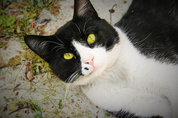 I gatti sudano? - Come dare sollievo ai gatti per il caldo?