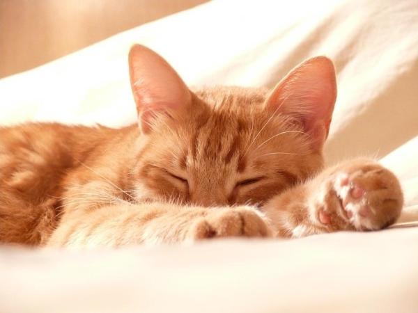 I gatti sudano? - Come sudano i gatti?