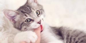 I gatti sudano?