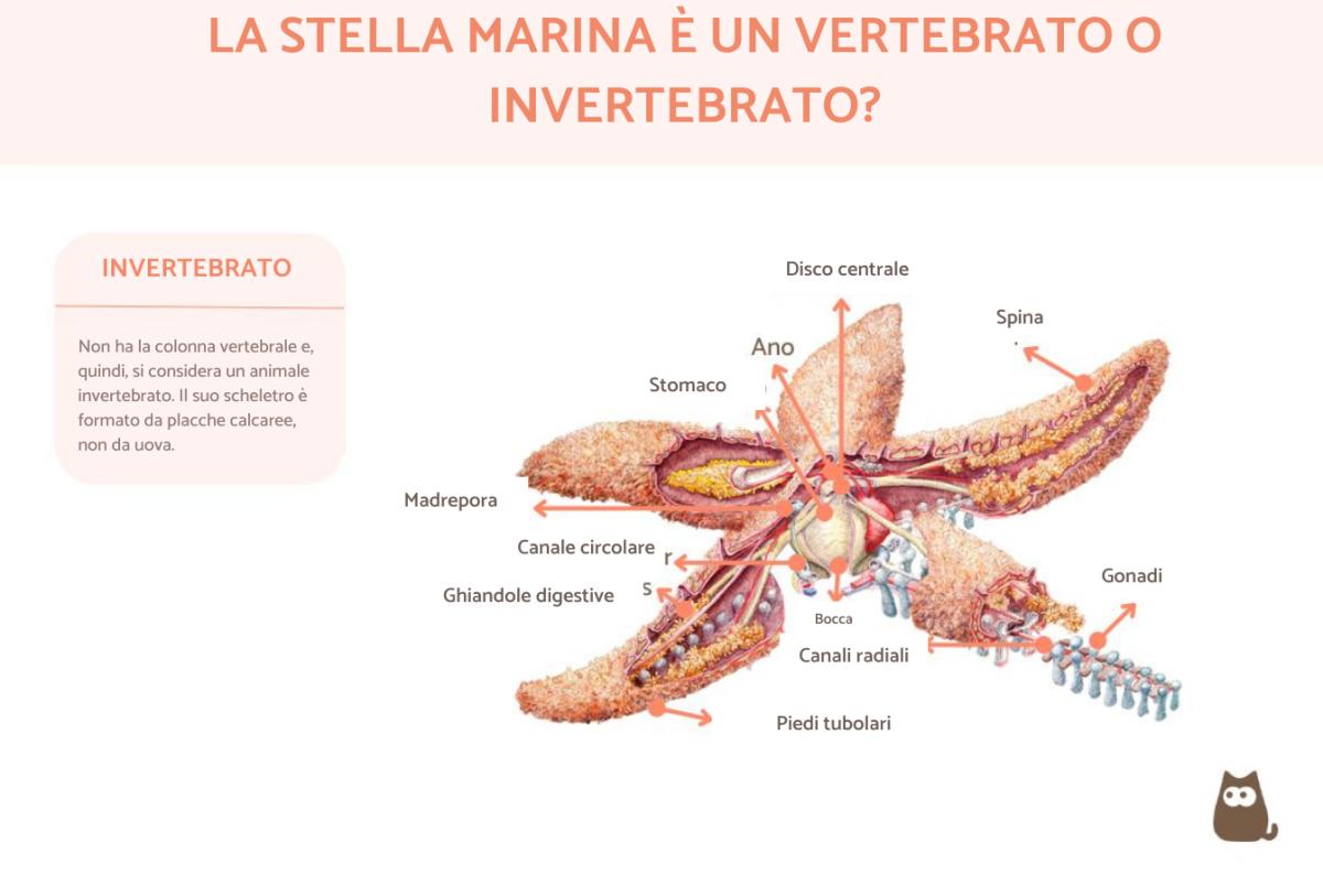 La stella marina è un vertebrato o invertebrato?