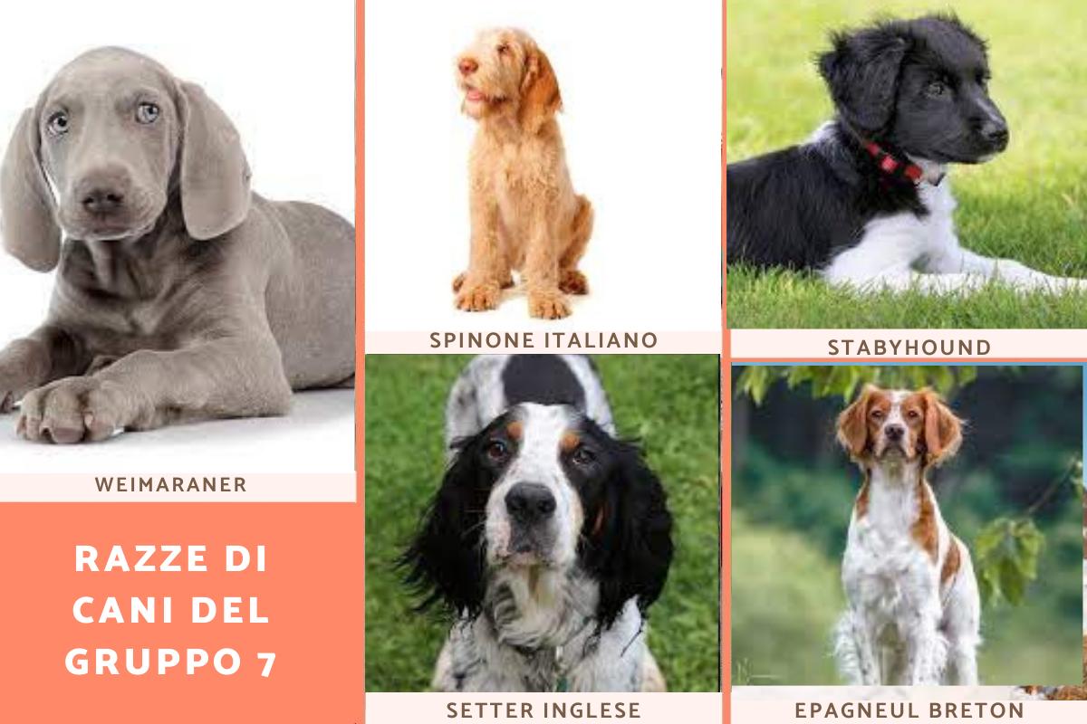 tutte le razze dei cani