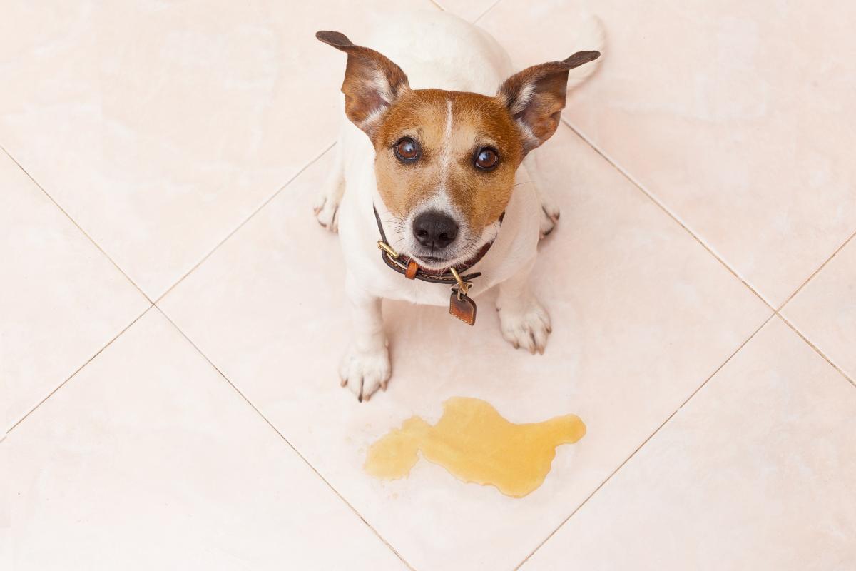 Rimedi naturali per l'incontinenza urinaria del cane