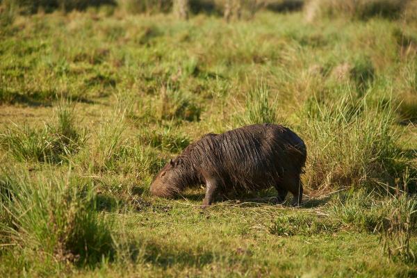 Dove vive il capibara? - Come si adattano i capibara al loro ambiente?