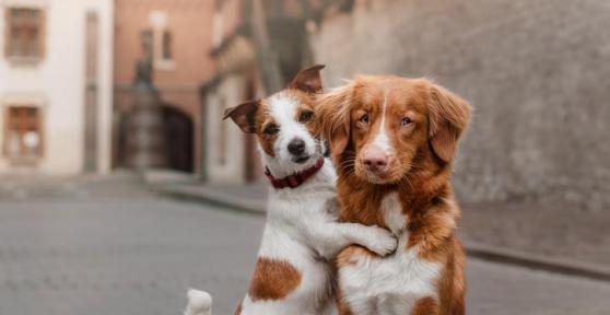 Cosa significa quando una cagnolina monta un'altra cagnolina?