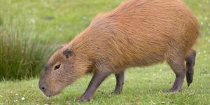 Dove vive il capibara?