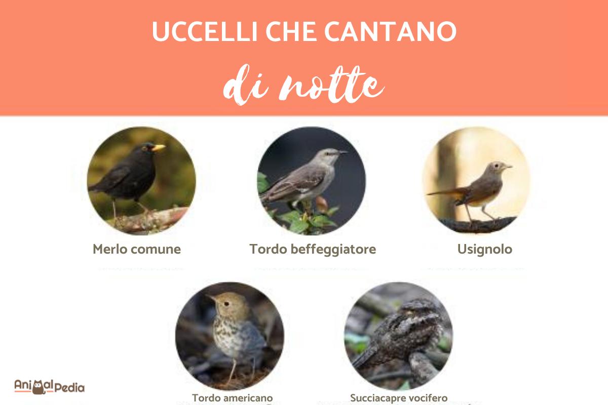 Uccelli che cantano di notte