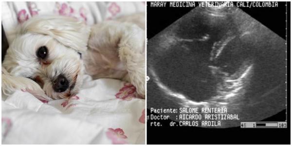 Insufficienza cardiaca nel cane: cos'è, sintomi e terapia